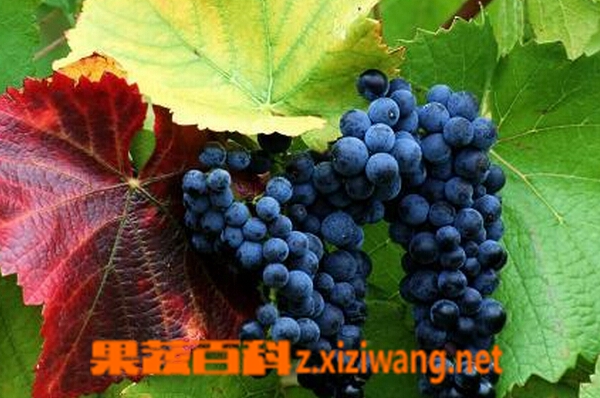 果蔬百科黑加仑有哪些功效