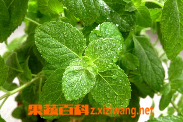 果蔬百科薄荷叶的功效与作用