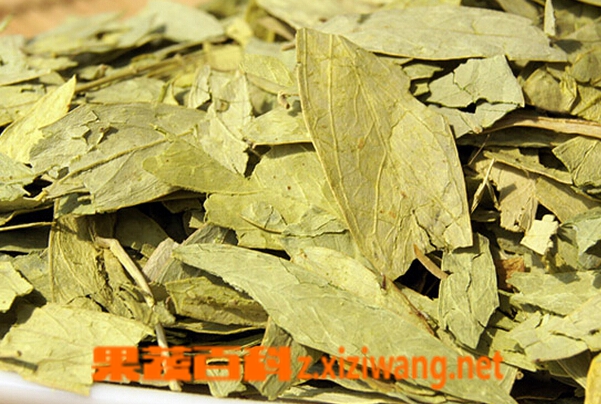 果蔬百科番泻叶