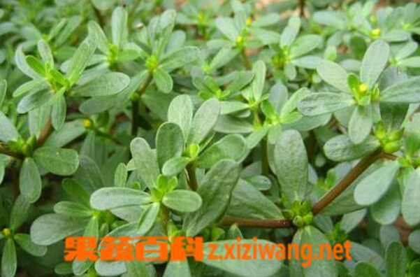 果蔬百科马齿苋的药用功效