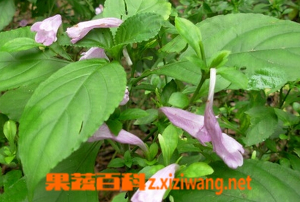 果蔬百科南板蓝根和板蓝根的区别