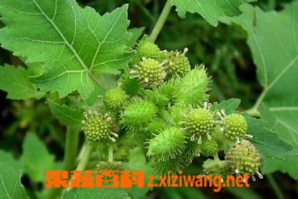 果蔬百科小偏方治疗关节炎