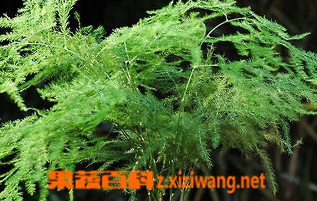 果蔬百科文竹的功效与作用