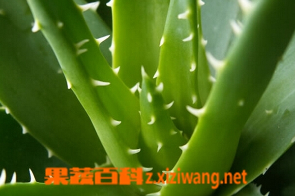果蔬百科芦荟的养殖方法