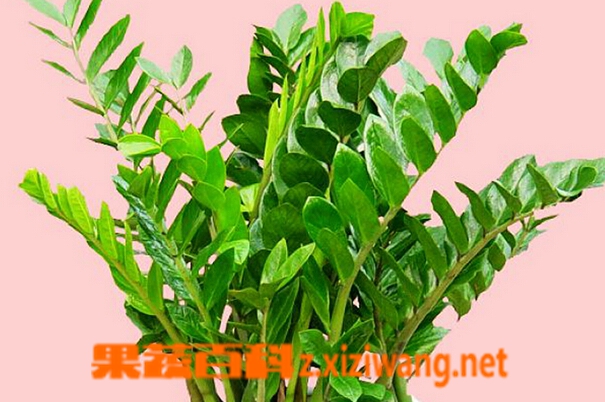 果蔬百科金银树的功效与作用
