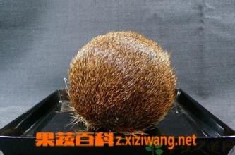 果蔬百科中药麝香性味归经 功效作用及应用