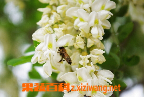 果蔬百科槐花的常见吃法