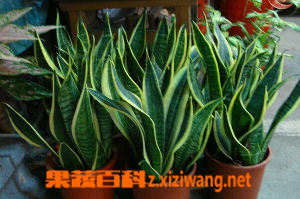 果蔬百科虎尾兰的养殖方法