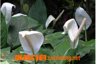 白掌的养殖方法与注意事项