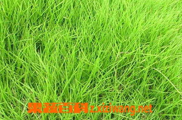 果蔬百科结缕草的功效与作用