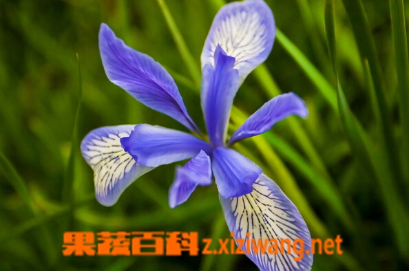 果蔬百科马蔺花的功效与作用