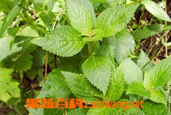 果蔬百科小飞杨的功效与作用