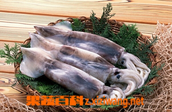 果蔬百科鱿鱼的营养价值与功效