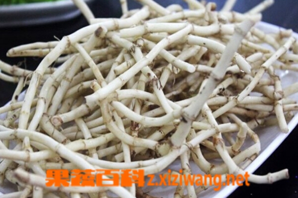 果蔬百科折耳根