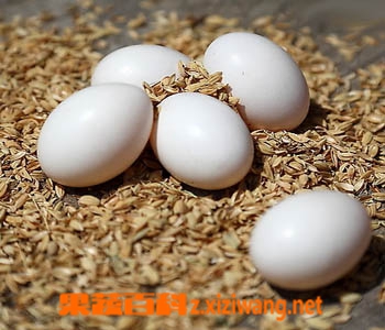 果蔬百科鸽子蛋营养价值及功效