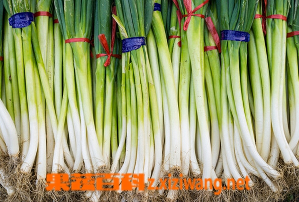 果蔬百科大葱能壮阳吗