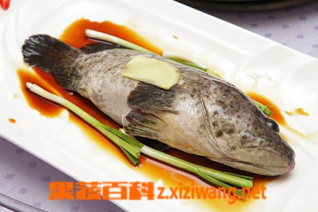 果蔬百科石斑鱼的功效与作用