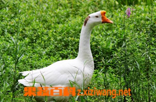 果蔬百科鹅的营养价值与功效