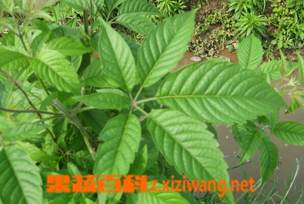 果蔬百科黄荆叶的功效与作用