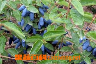 蓝靛果的功效与作用 蓝靛果的营养价值