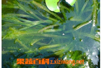苦草的功效与作用 苦草的用途有哪些