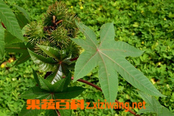 果蔬百科蓖麻的功效与作用