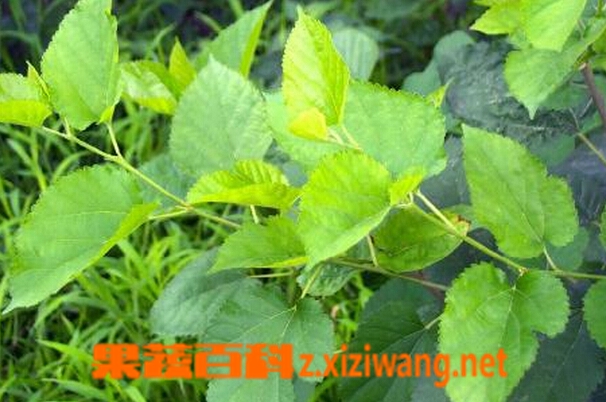 果蔬百科桑叶的药用功效