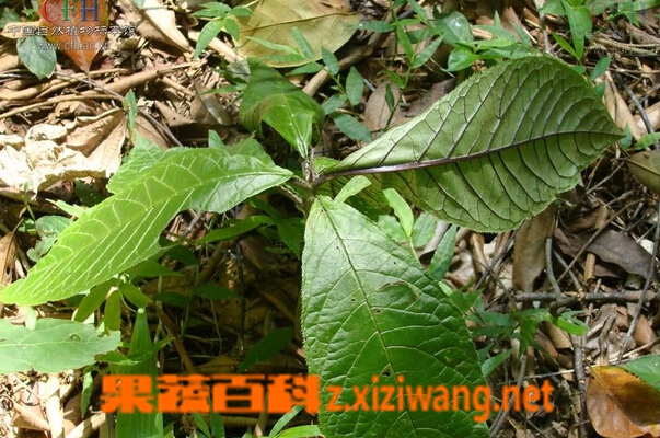 果蔬百科走马胎叶的功效与作用