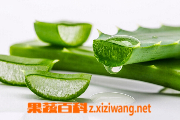 果蔬百科芦荟能美容