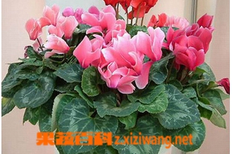 仙客来的叶子发黄怎么办 仙客来叶子发黄的原因