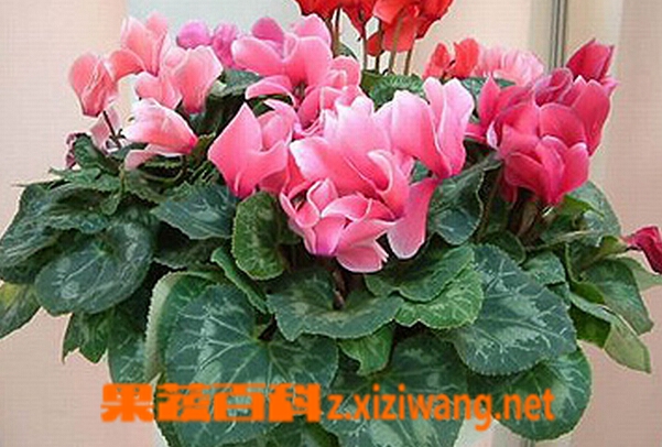 果蔬百科仙客来叶子发黄的原因