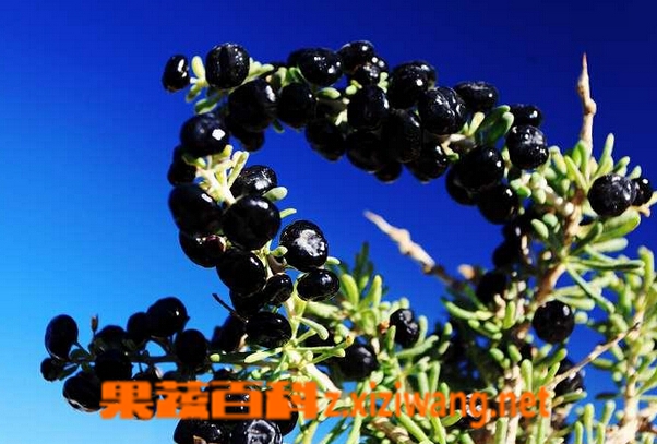 果蔬百科黑枸杞的功效与作用