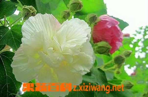 果蔬百科芙蓉花的功效与作用