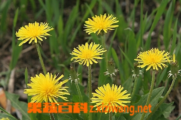 果蔬百科婆婆丁的功效与作用