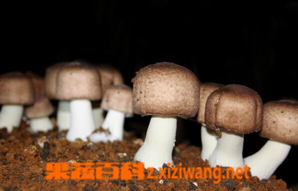 果蔬百科姬松茸和松茸的区别