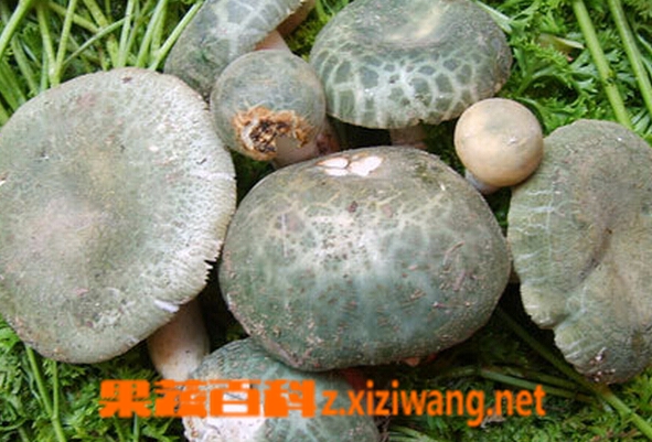 果蔬百科青头菌的功效与作用