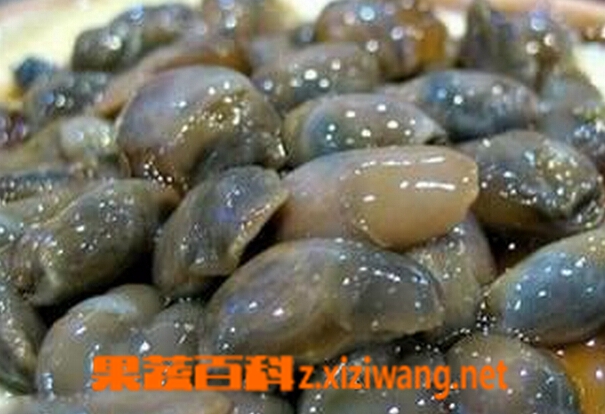 果蔬百科泥螺的功效与作用