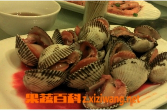 血蚶的功效与作用 血蚶的营养价值