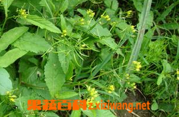 果蔬百科蔊菜的营养价值与食用方法