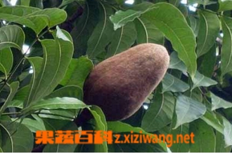 向天果图片 向天果的功效与作用