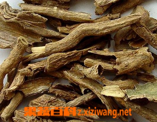果蔬百科地骨皮图片 地骨皮的功效与作用