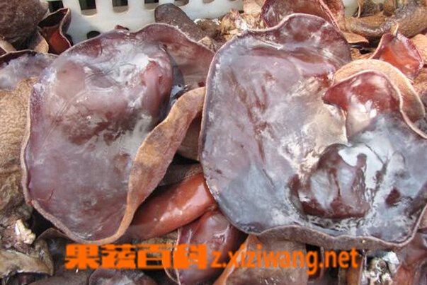 果蔬百科毛木耳的功效与作用