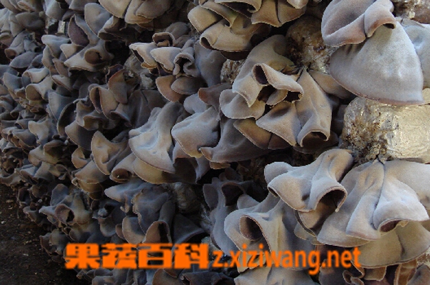 果蔬百科毛木耳和黑木耳的区别