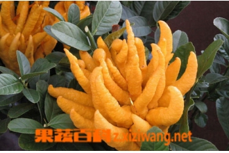 佛手柑的功效与作用 吃佛手