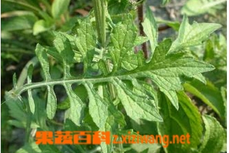 泥胡菜的营养价值与功效