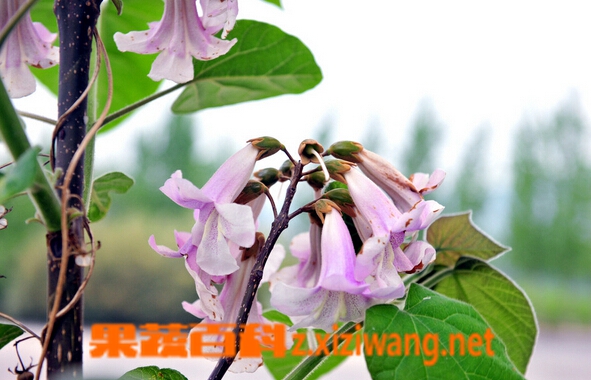 果蔬百科梧桐花的功效与作用