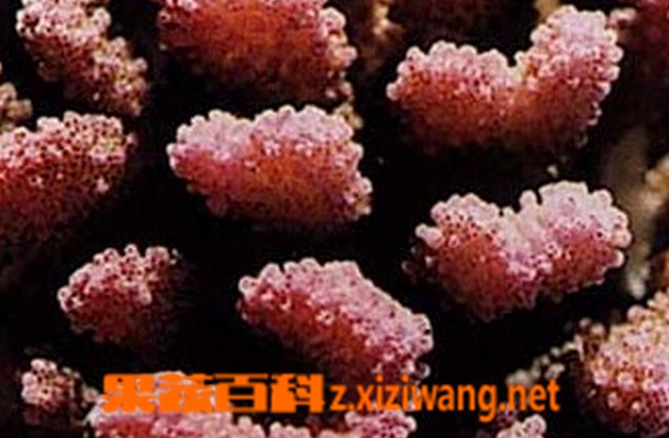 果蔬百科中药珊瑚的功效与作用