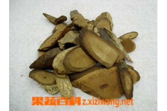 海风藤图片 海风藤的功效与作用
