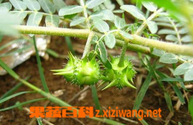 果蔬百科蒺藜图片_蒺藜的功效与作用