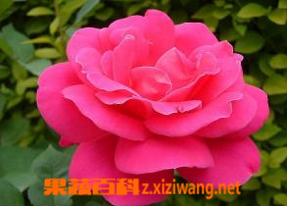 果蔬百科月季花图片 月季花的养殖方法